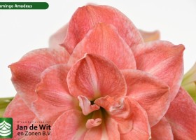 hippeastrum Flamingo Amadeus (3)